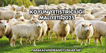Koyun Yetiştiriciliği Maliyeti 2025